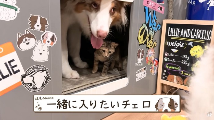 ワンコたちと子猫の再会6