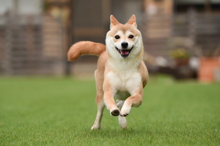 耳を後ろに倒し走る柴犬