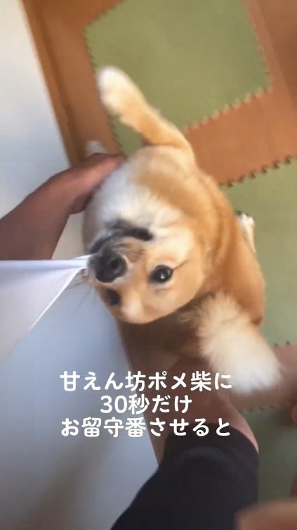 飛びついてきた犬のお腹を撫でる飼い主