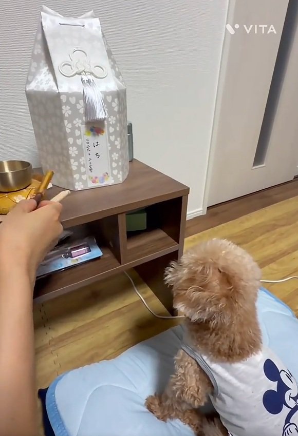 盆棚を見つめるぷく君3