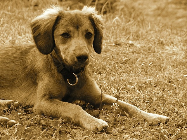 悲しげな顔の犬