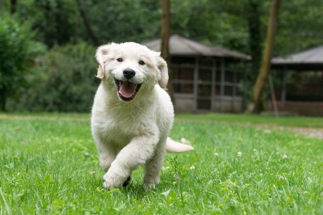 走る子犬