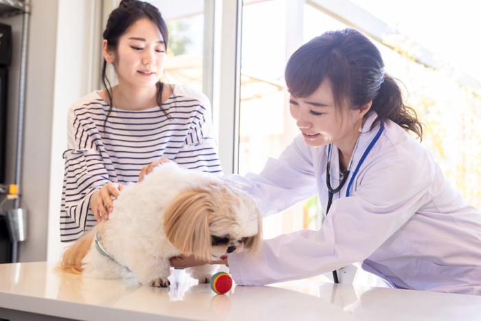 健康診断中の犬