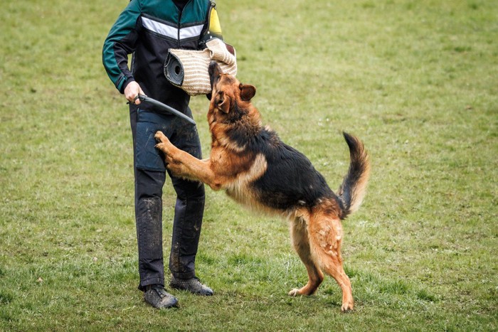 警察犬の訓練士
