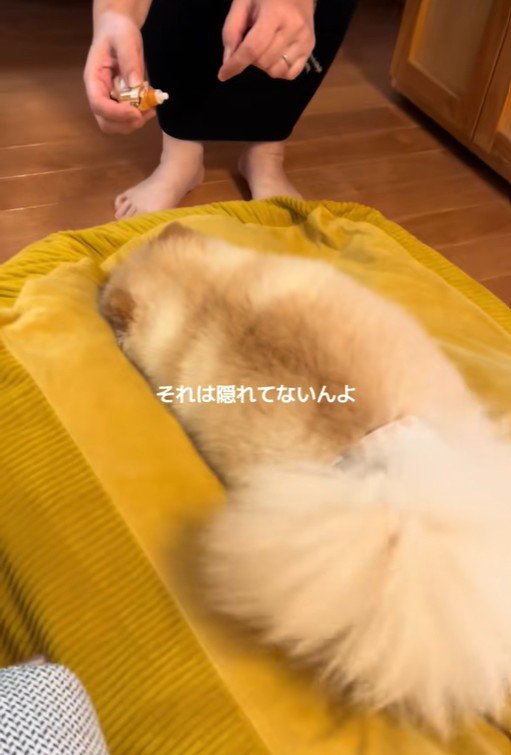 目薬が嫌で隠れるワンコ