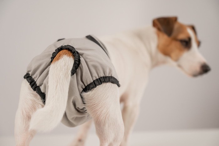 マナーパンツ、犬のおしり