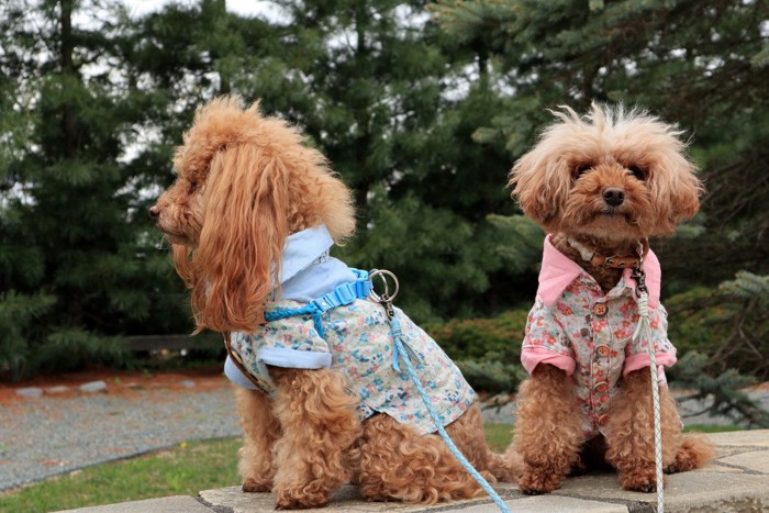 ハーネスを付けた犬と首輪をつけた犬