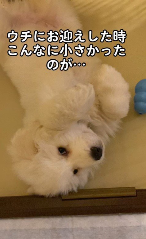 ハクくんの成長3