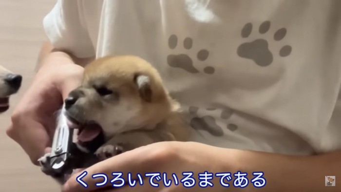 爪切りされる子犬