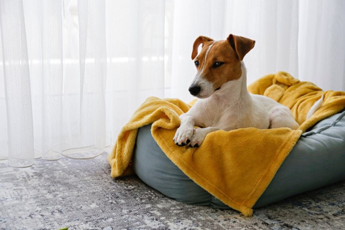 ベッドで眠そうに座る犬