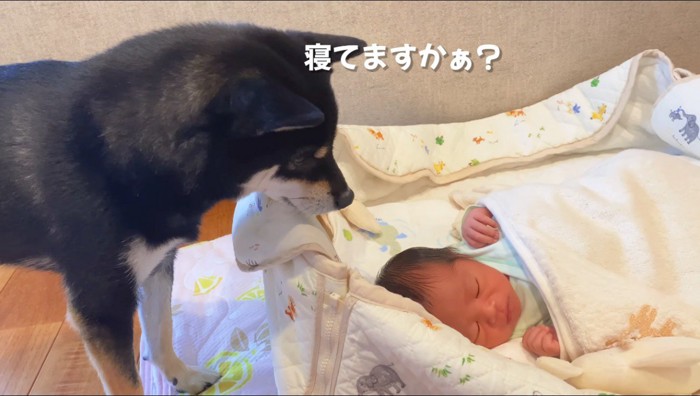 布団の上で横になっている赤ちゃんの顔を覗き込む犬