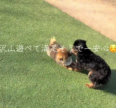 初めてのドッグラン