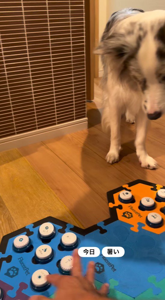 ボタンを押す男性の手を見つめる犬