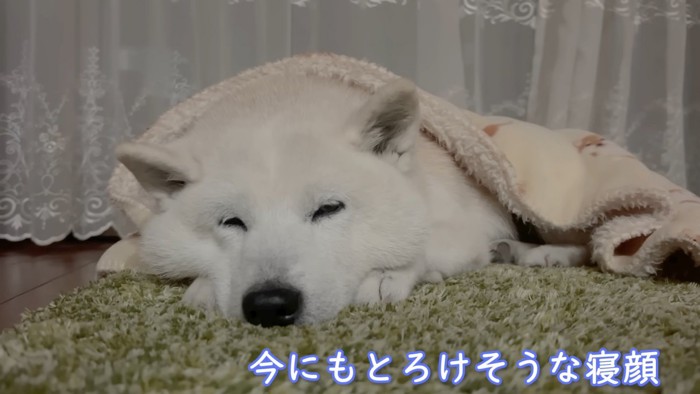 あいちゃんも穏やかな眠りへ…