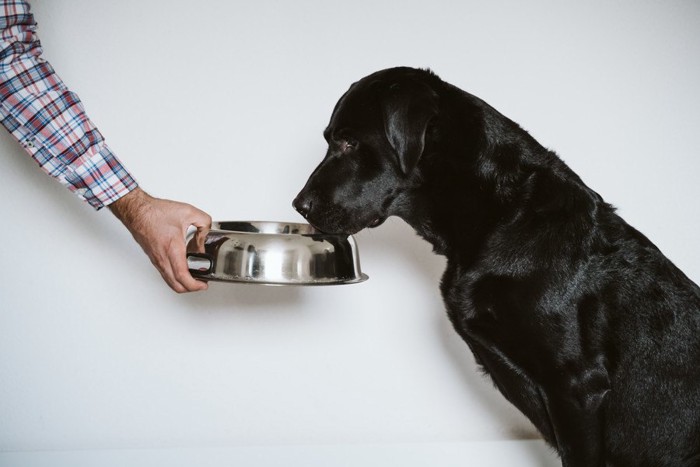 人が持つフードボウルで水を飲む犬