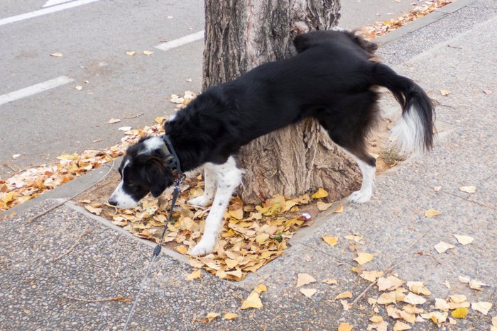 おしっこする犬