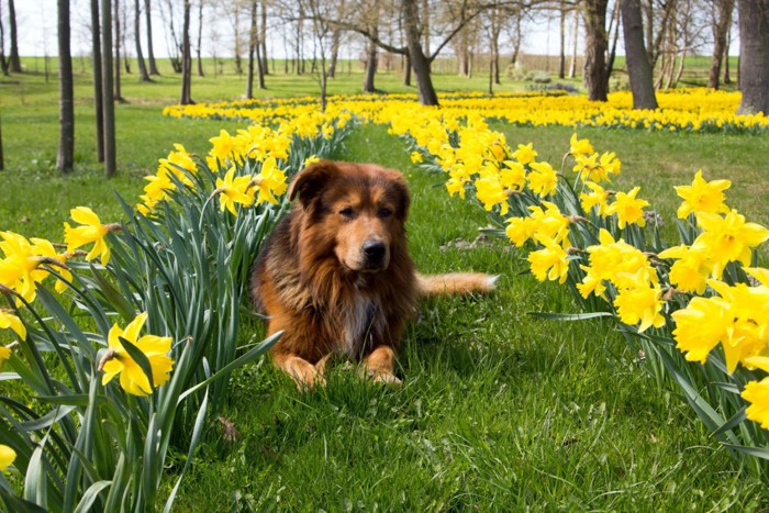 犬とスイセン