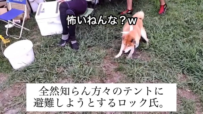 お散歩中に湖の方へ行こうとした時の様子
