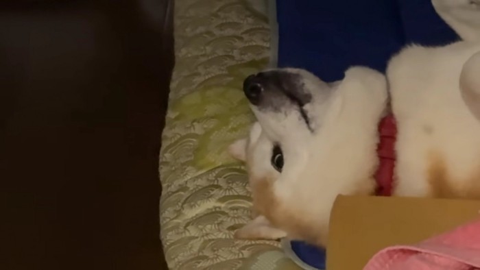 こっちを見てる！！