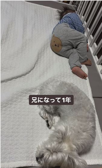 一緒に眠る姿に思わずホッコリ