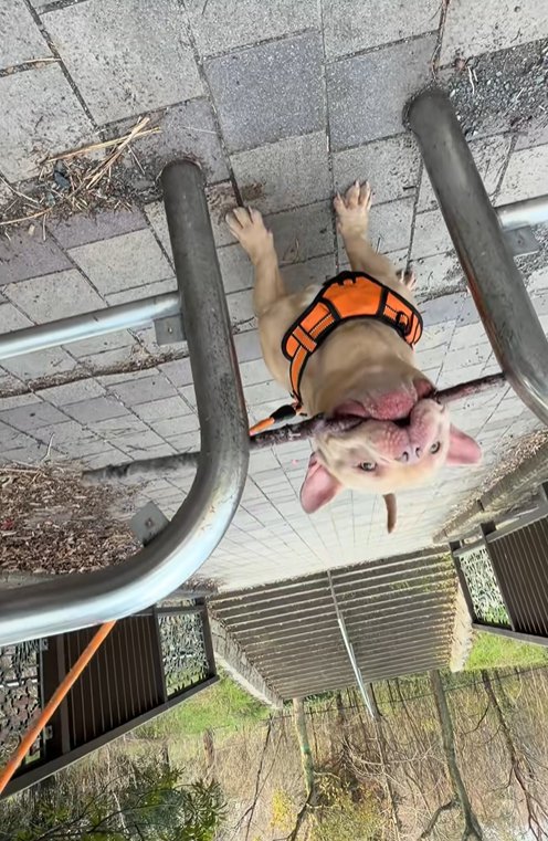 枝をくわえたまま通りたい小型犬