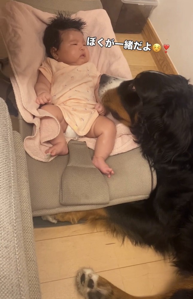 赤ちゃんのそばに寄り添う犬