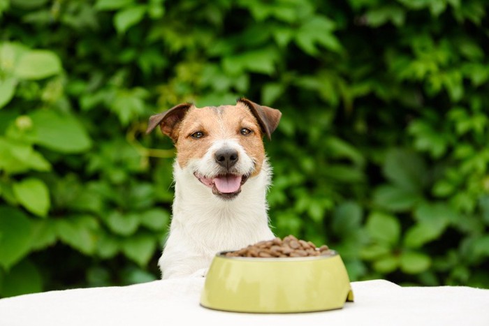 フードの前で微笑む犬