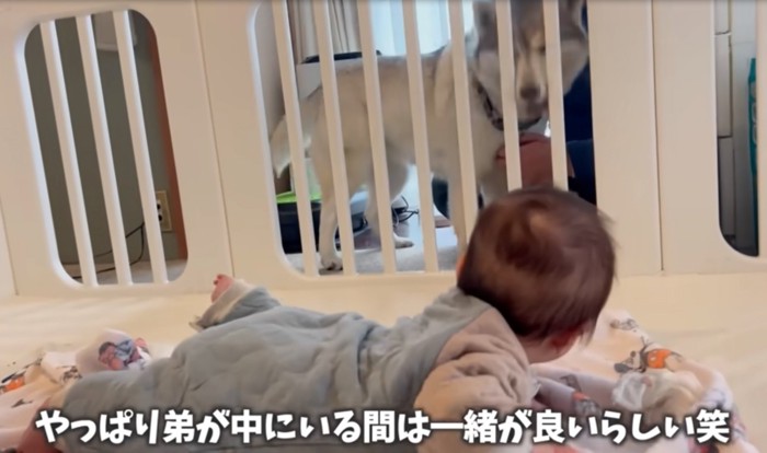 柵の外から赤ちゃんを見る犬