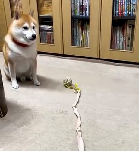 おもちゃを前にして動かない犬