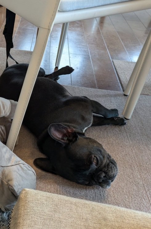 フレンチブルドッグのジーナちゃん