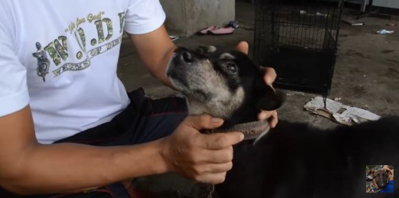 飼い主を見上げる犬