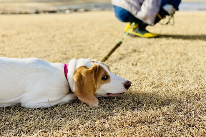 散歩中動かなくなった犬