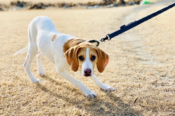 しっぽを下げて屈む垂れ耳の犬