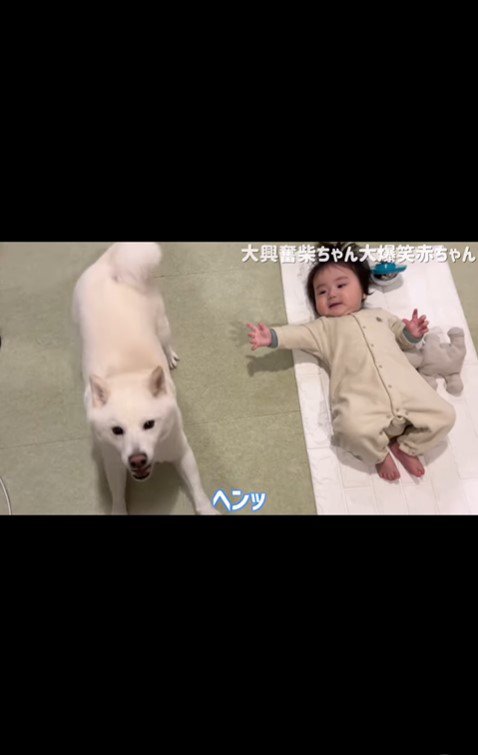 はしゃぐおまめ君＆笑う赤ちゃん5