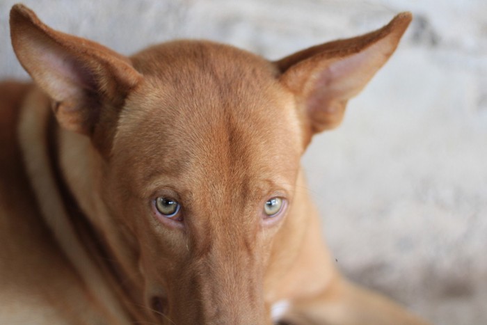 耳を澄ます茶色の犬