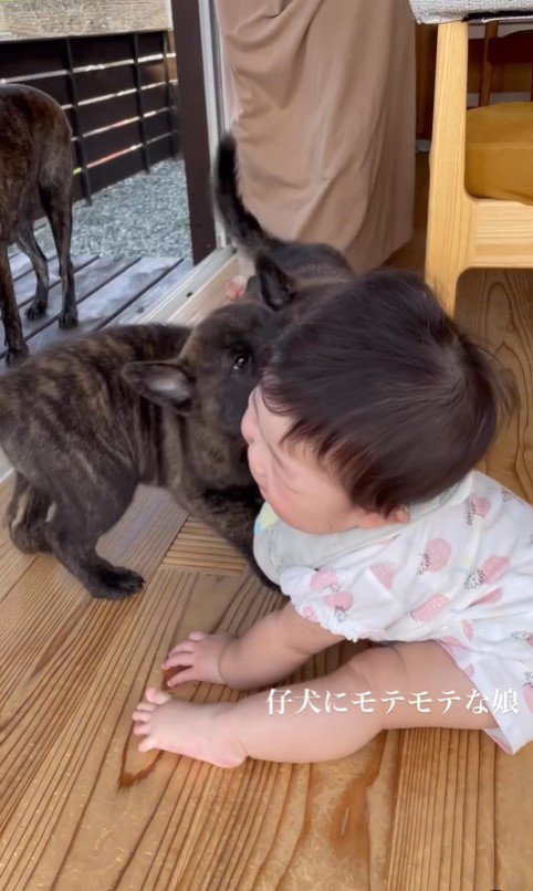 官兵衛くんの子犬たちと赤ちゃん2