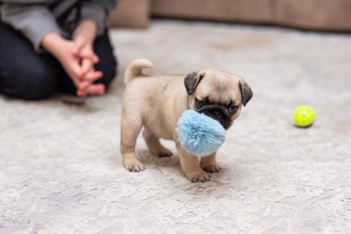 飼い主に見守られながらおもちゃで遊ぶパグの子犬