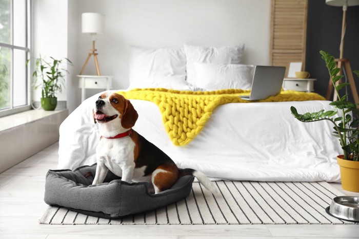 犬用ベッドで寛ぐビーグル
