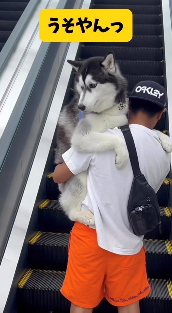 抱っこされてエスカレーターに乗る犬1