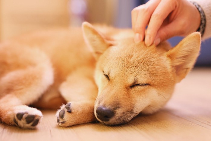 頭を撫でられている柴犬の子犬