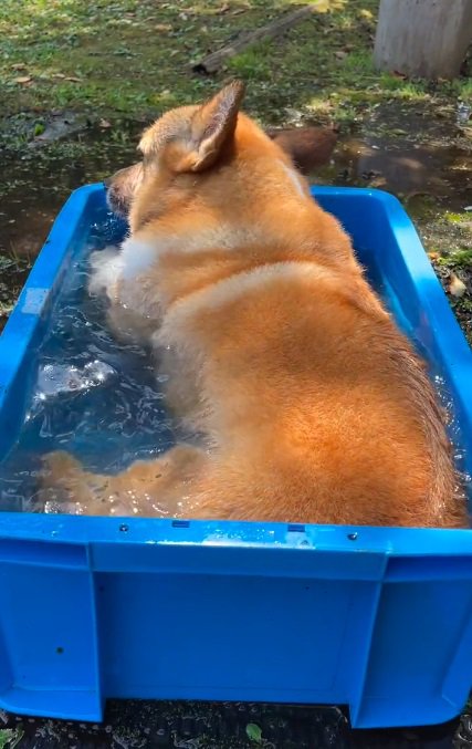 体を洗うぷりんちゃん