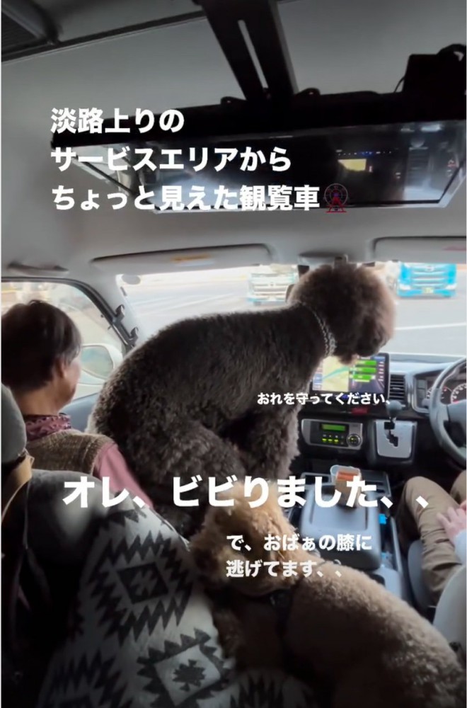 助手席でおばあちゃんの上に乗る犬
