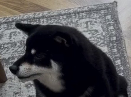 じっと歌声を聞く犬
