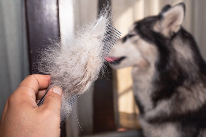 コームについた犬の抜け毛