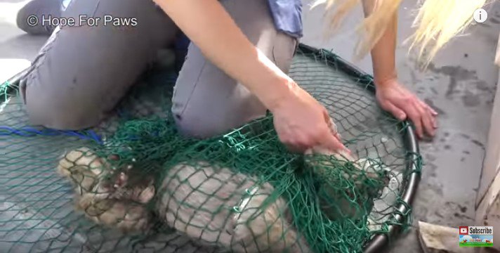 網につかまり横倒しの犬