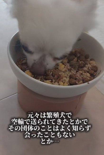 もともとは繁殖犬だったそう