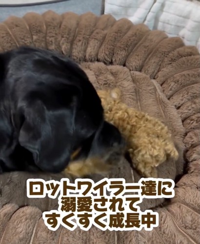 愛情たっぷりで、すくすく成長中