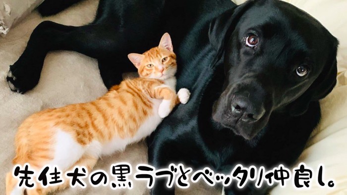 ムニくんと猫たちの尊い関係