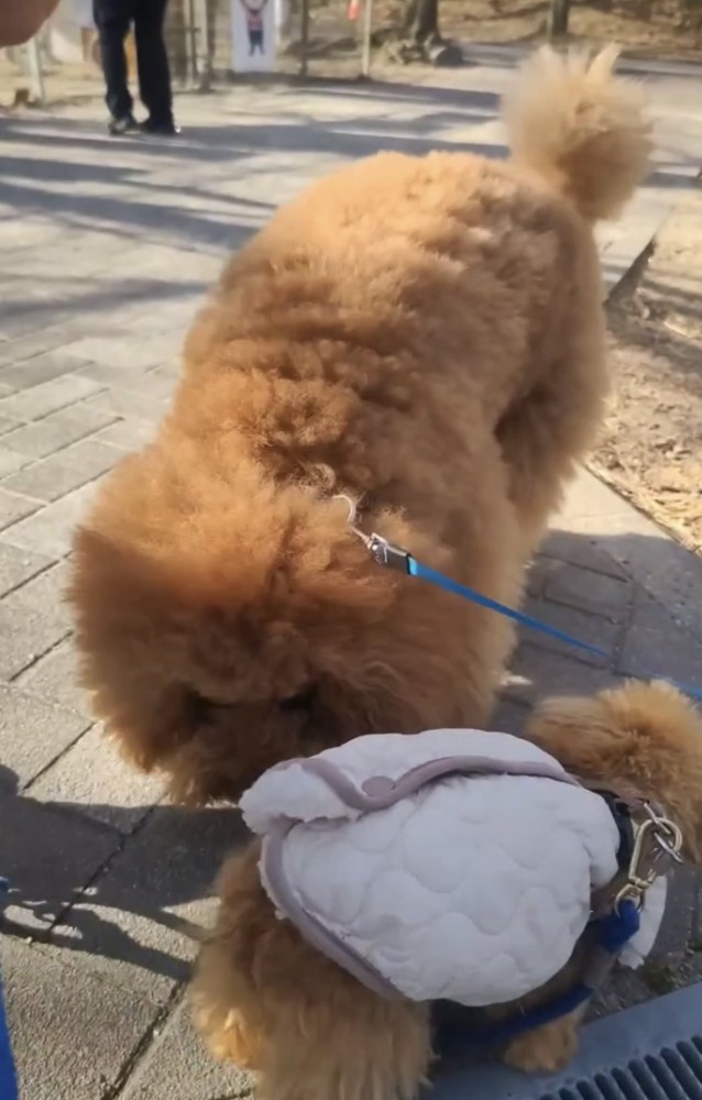 お尻の匂いを嗅ぐ犬1