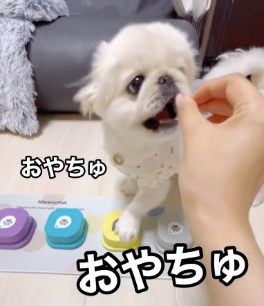 トーキングボタンを押しておやつをもらうペキニーズ